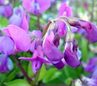 Purple tubular flowers in bunches